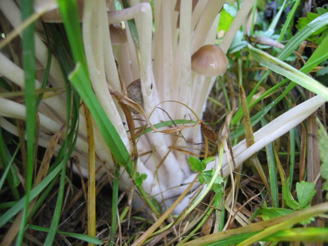 Psathyrella multipedata ?